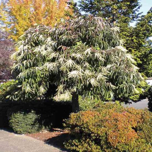 Top Trees That Attract Bees